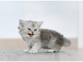 -small-3