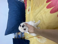 -small-3