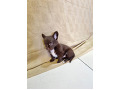 -small-1