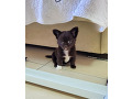 -small-3
