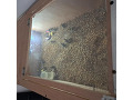-small-1