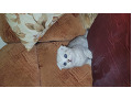 -small-3