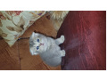 -small-5