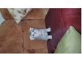 -small-4