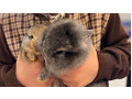-small-2