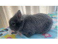 -small-4