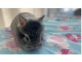 -small-3