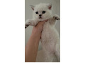 -small-1