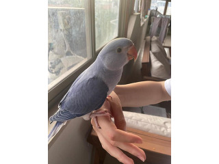 דררה האכלת יד ברמה גבוהה