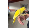 -small-1