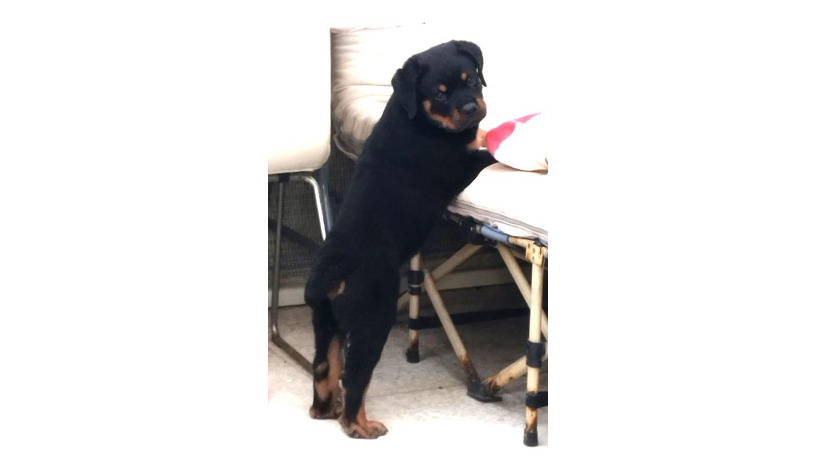 -big-1