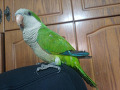 -small-3