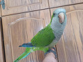 -small-1