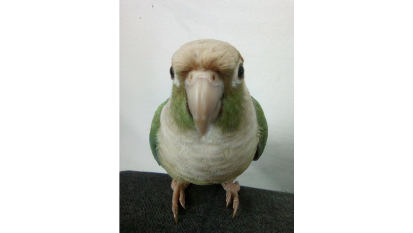 -big-5