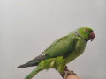 -small-1