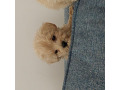 -small-2