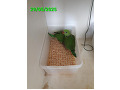 -small-1