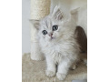 -small-4