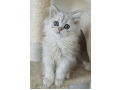 -small-5
