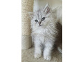-small-6
