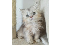 -small-3