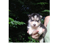 -small-3