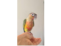 -small-4
