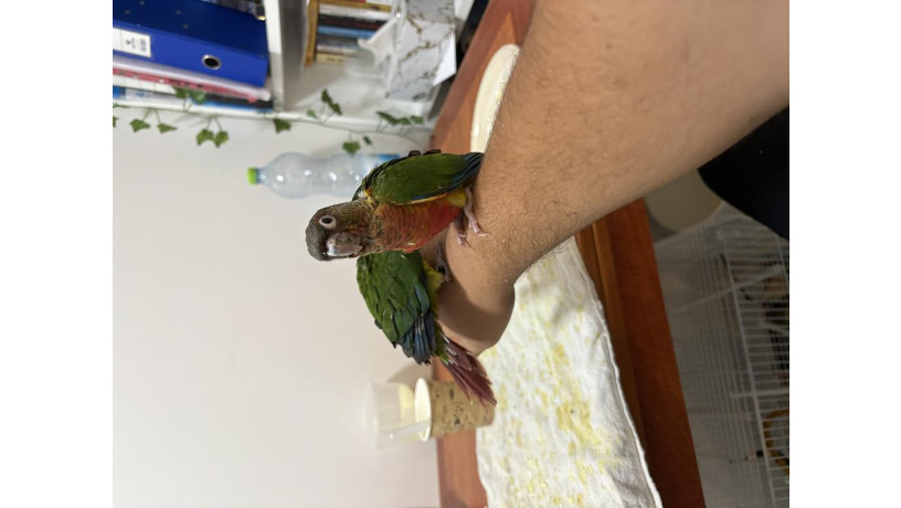 -big-0
