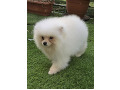 -small-3