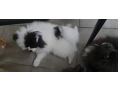 -small-7