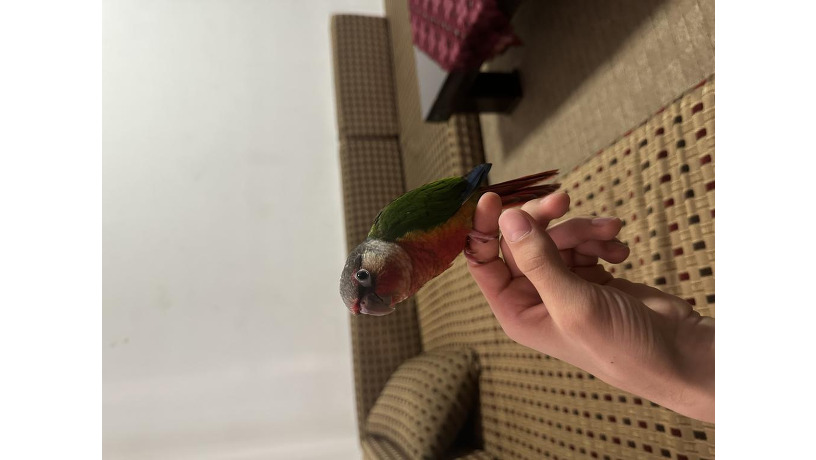 -big-1