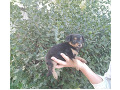 -small-1
