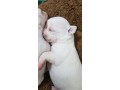 -small-2