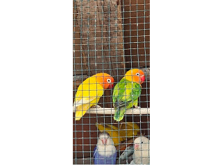 למכירה תוכים פישרים במוטציות שונות