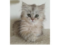 -small-6