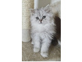 -small-3