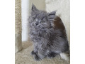 -small-5