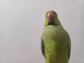 -small-9