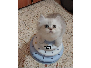 גורים סקוטיים גזעיים מקסימים(לא למסירה)