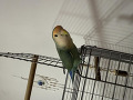 -small-3