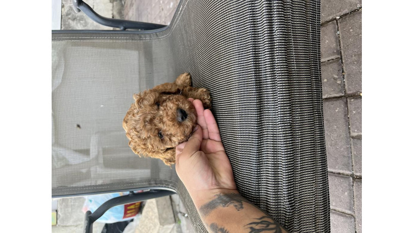 -big-2