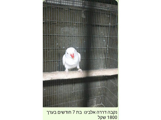דררה לוטינו נקבה בת שלושה