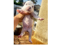 -small-8
