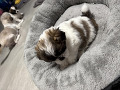 -small-3