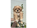 -small-3