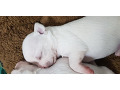 -small-2