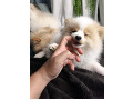 -small-7