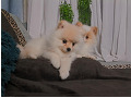 -small-4