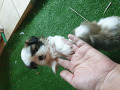 -small-0