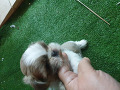 -small-1